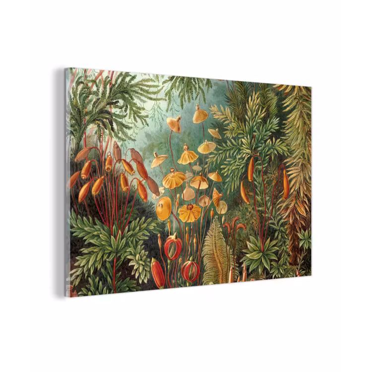 Design - Natuur - Paddenstoelen - Ernst Haeckel plexiglas 5mm klein -z3d