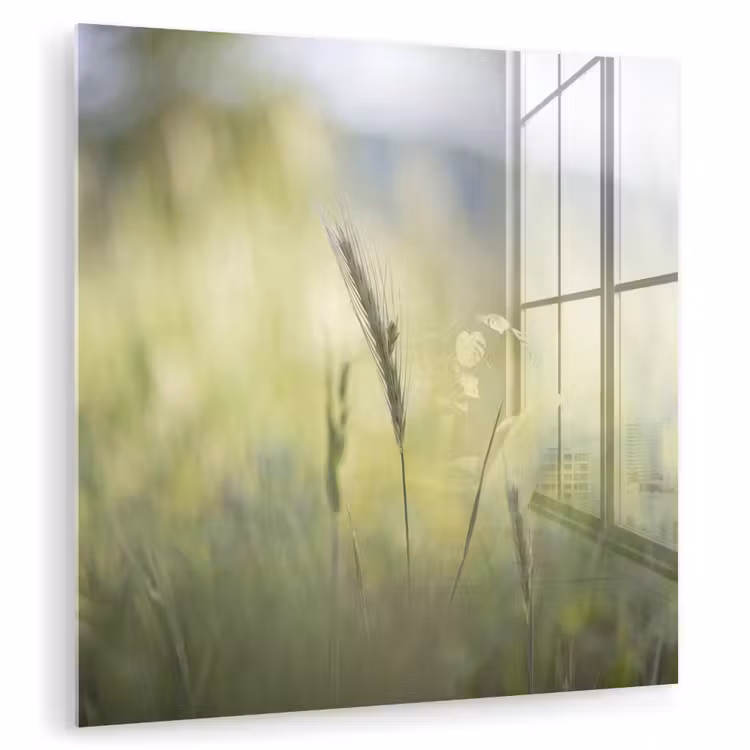 Graan - Aar - Natuur - Groen - Detail plexiglas 5mm klein -zzzproduct_nieuw