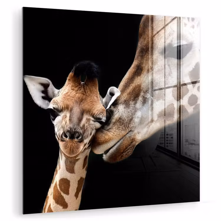 Giraffe - Dieren - Zwart - Portret - Dieren plexiglas 5mm klein -zzzproduct_nieuw