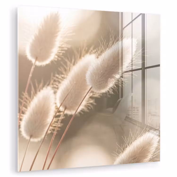 Hazestaartgras - Wit - Zonlicht plexiglas 5mm klein -zzzproduct_nieuw