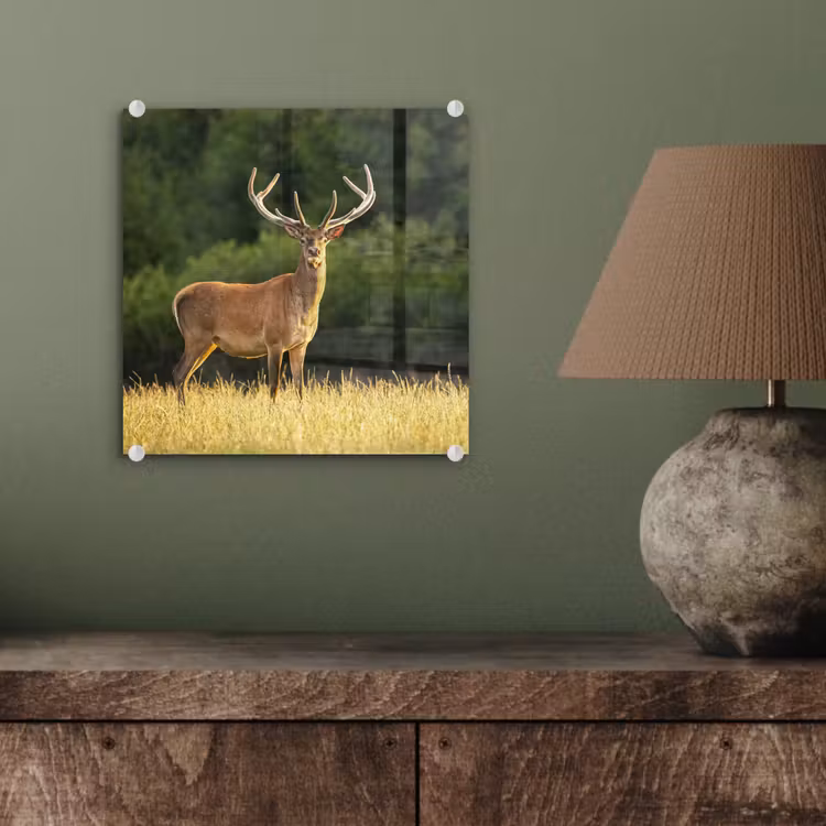 Hert - Gewei - Gras - Natuur - Dieren - Groen plexiglas 5mm klein -sfeer3