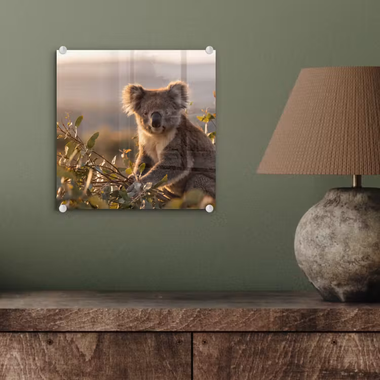 Koala - Bladeren - Ochtendlicht plexiglas 5mm klein -sfeer3
