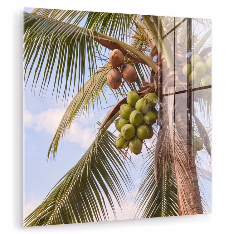 Glasbild - Kokosnuss – Baum – Tropisch – Natur – Grün - Kokosnoot - Boom - Tropisch - Natuur - Groen plexiglas 5mm klein