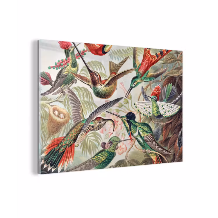 Kolibrie - Vintage - Ernst Haeckel - Vogel - Kunst - Natuur plexiglas 5mm klein -sfeer1