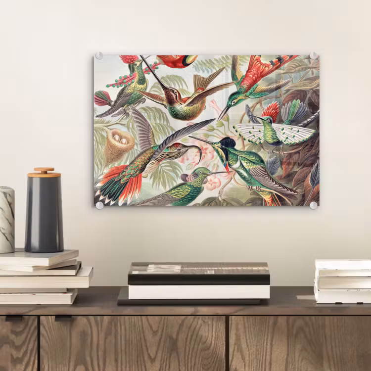 Kolibrie - Vintage - Ernst Haeckel - Vogel - Kunst - Natuur plexiglas 5mm klein -wsfeer2_DE
