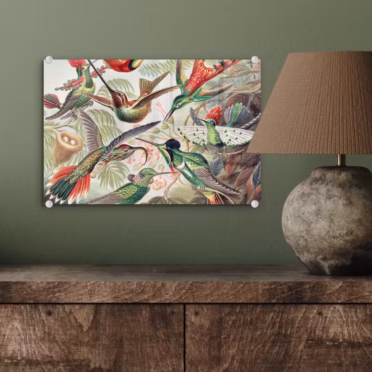 Kolibrie - Vintage - Ernst Haeckel - Vogel - Kunst - Natuur plexiglas 5mm klein -sfeer3