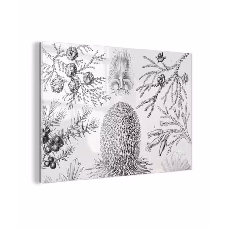 Coniferen - Ernst Haeckel - Kunst - Retro - Illustratie - Natuur plexiglas 5mm klein -sfeer1