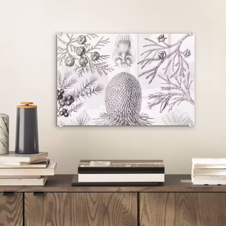 Coniferen - Ernst Haeckel - Kunst - Retro - Illustratie - Natuur plexiglas 5mm klein -wsfeer2_DE