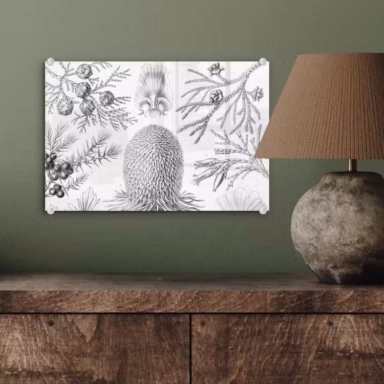 Coniferen - Ernst Haeckel - Kunst - Retro - Illustratie - Natuur plexiglas 5mm klein -sfeer3