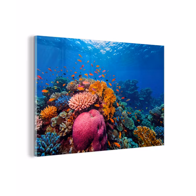 Koraal - Vissen - Oceaan - Natuur - Kleurrijk plexiglas 5mm klein -zzzproduct_nieuw