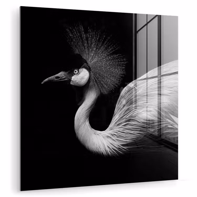 Kraanvogel - Zwart - Wit - Vogel - Dieren plexiglas 5mm klein -zzzproduct_nieuw