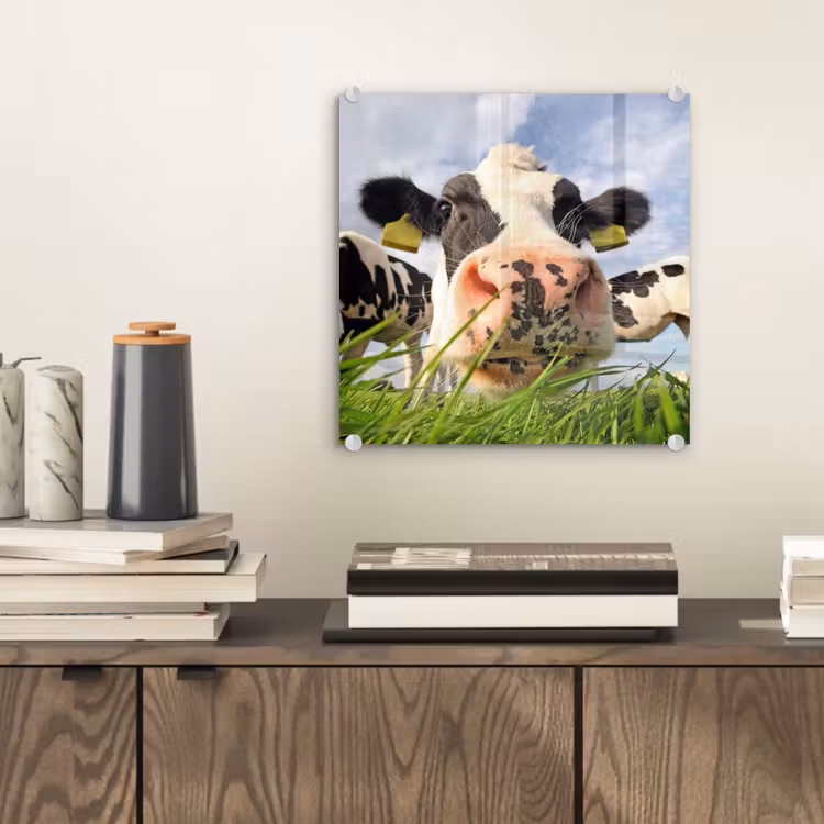 Koe - Boerderij - Gras - Dieren plexiglas 5mm klein -sfeer1