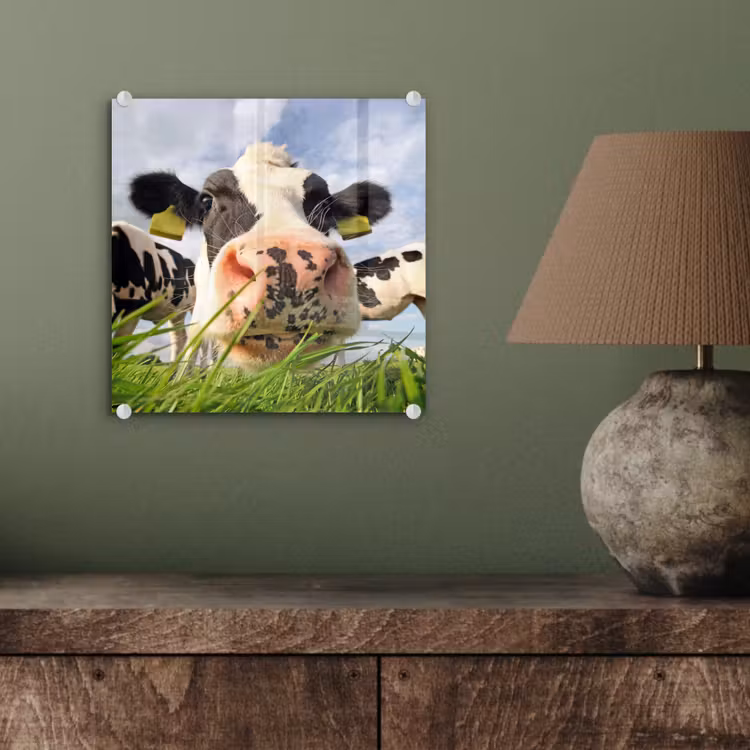 Koe - Boerderij - Gras - Dieren plexiglas 5mm klein -sfeer3