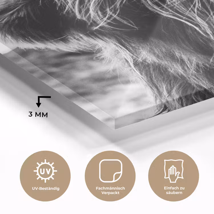Koe - Schotse hooglander - Zwart - Wit - Dier - Natuur - Wild plexiglas 5mm klein -wsfeer2_DE