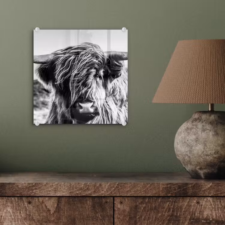 Koe - Schotse hooglander - Zwart - Wit - Dier - Natuur - Wild plexiglas 5mm klein -sfeer3