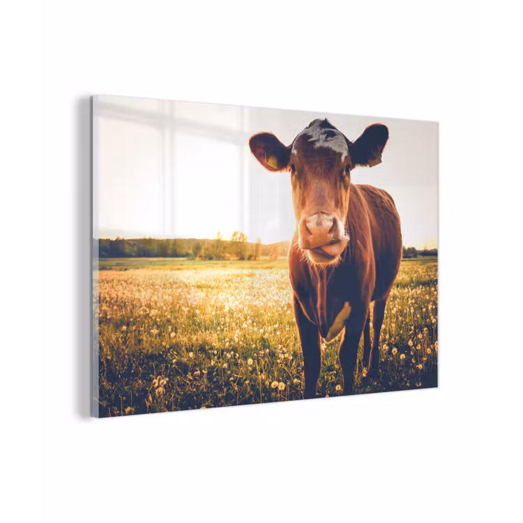 Koe - Zonsondergang - Bloemen - Gras - Dieren plexiglas 5mm klein -sfeer1