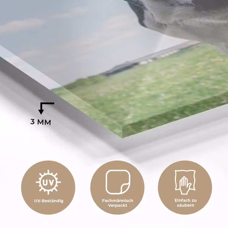 Koe - Weiland - Natuur - Dieren - Gras plexiglas 5mm klein -wsfeer2_DE