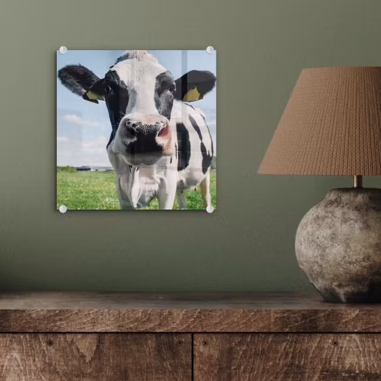Koe - Weiland - Natuur - Dieren - Gras plexiglas 5mm klein -sfeer3