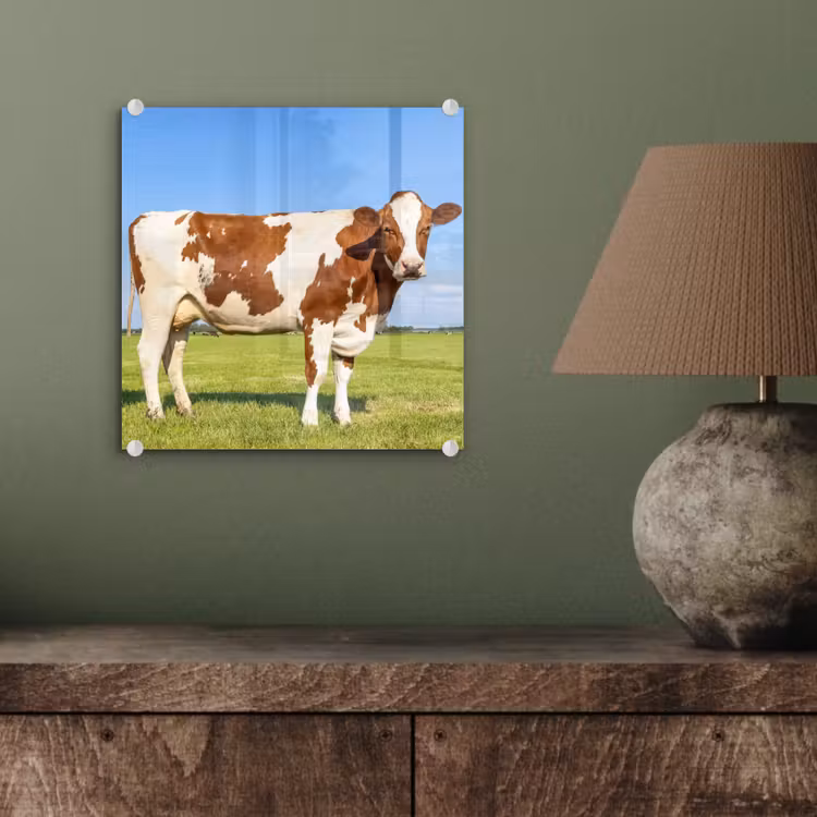 Koeien - Boerderij - Gras- Natuur - Dieren plexiglas 5mm klein -sfeer3