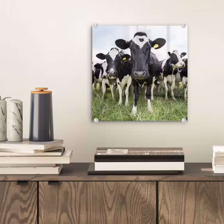 Koeien - Gras - Lente - Dieren - Weiland - Boerderij plexiglas 5mm klein -sfeer1