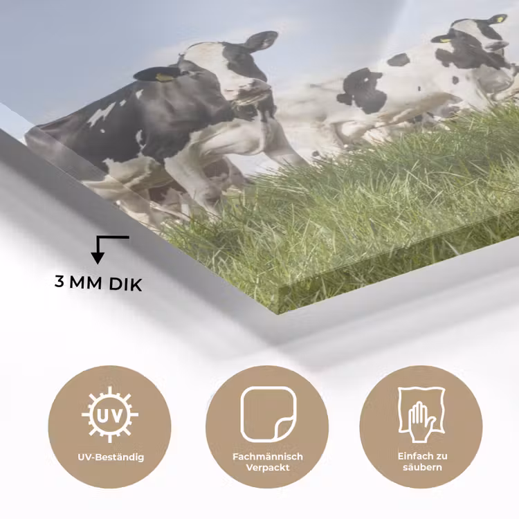 Koeien - Gras - Dieren - Zon - Boerderij plexiglas 5mm klein -wsfeer2_DE