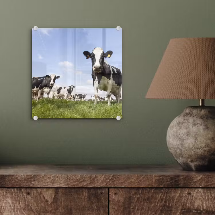 Koeien - Gras - Dieren - Zon - Boerderij plexiglas 5mm klein -sfeer3