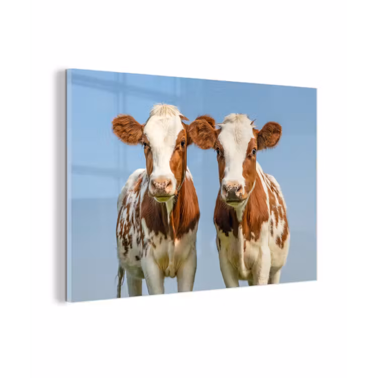Koeien - Lucht - Dieren - Boerderij - Portret plexiglas 5mm klein -sfeer1