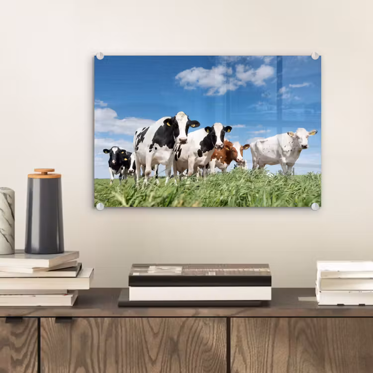 Koeien - Platteland - Weiland - Natuur - Dieren plexiglas 5mm klein -wsfeer2_DE