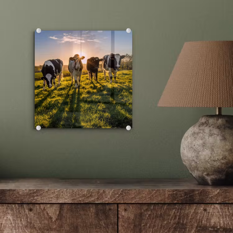 Koeien - Zon - Gras - Dieren - Boerderij plexiglas 5mm klein -sfeer3