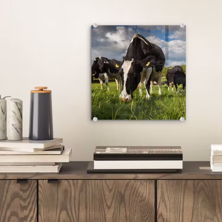 Koeien - Dieren - Gras - Weiland - Boerderij plexiglas 5mm klein -sfeer1