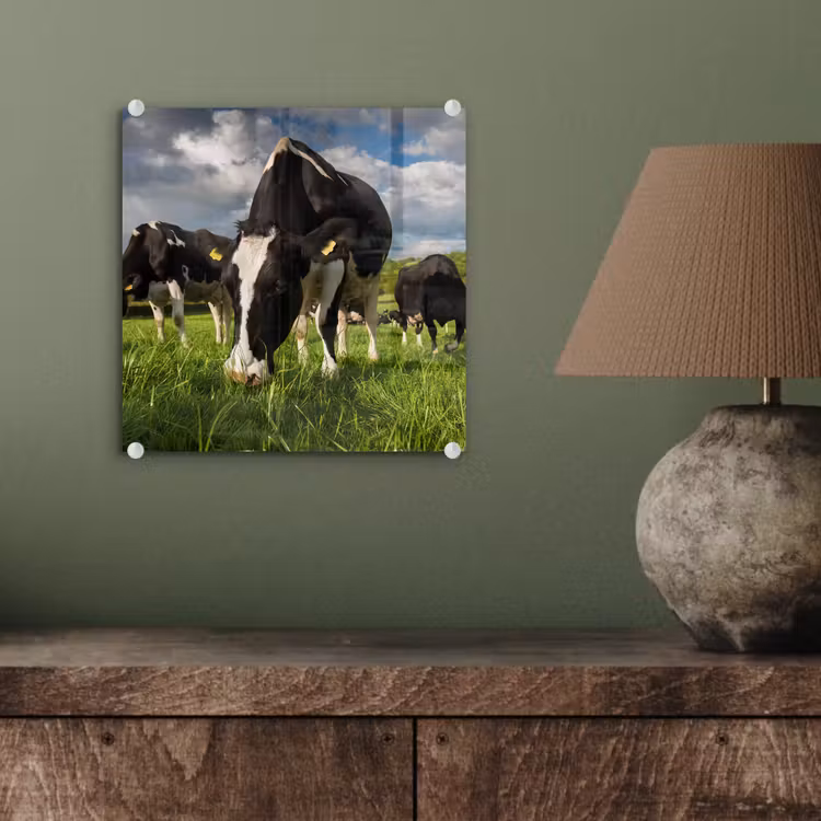 Koeien - Dieren - Gras - Weiland - Boerderij plexiglas 5mm klein -sfeer3
