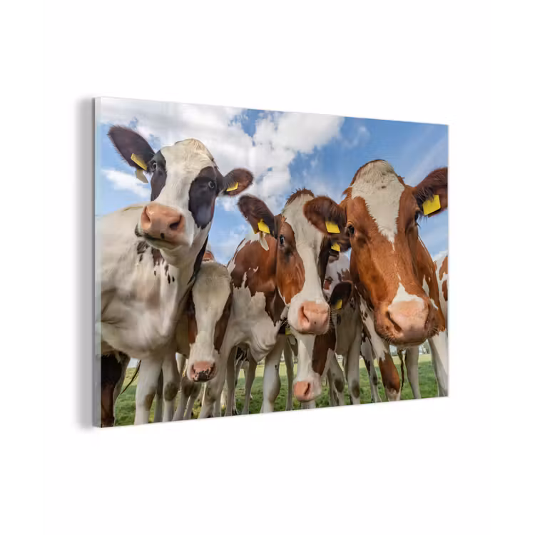 Koeien - Dieren - Weiland - Natuur plexiglas 5mm klein -z3d