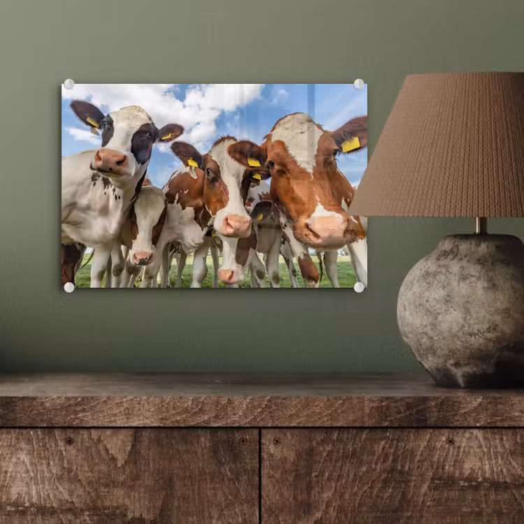 Koeien - Dieren - Weiland - Natuur plexiglas 5mm klein -sfeer3