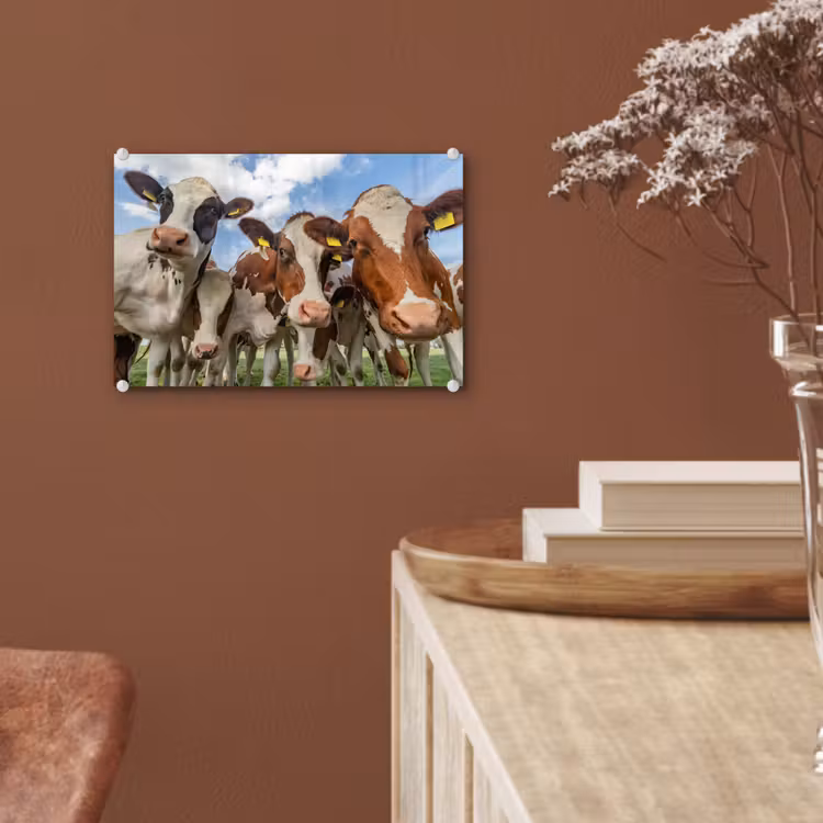 Koeien - Dieren - Weiland - Natuur plexiglas 5mm klein -sfeer5