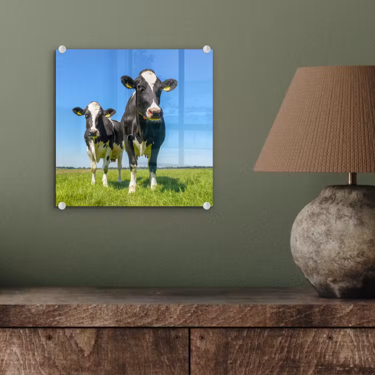 Koeien - Weiland - Gras - Dieren - Boerderij plexiglas 5mm klein -sfeer3