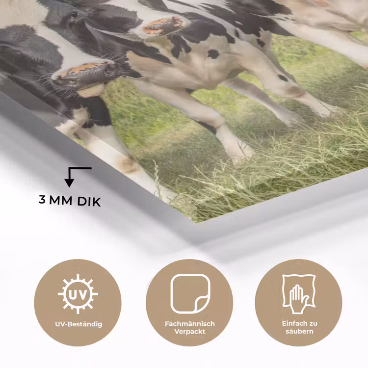 Koeien - Weiland - Dieren - Natuur - Gras plexiglas 5mm klein -wsfeer2_DE