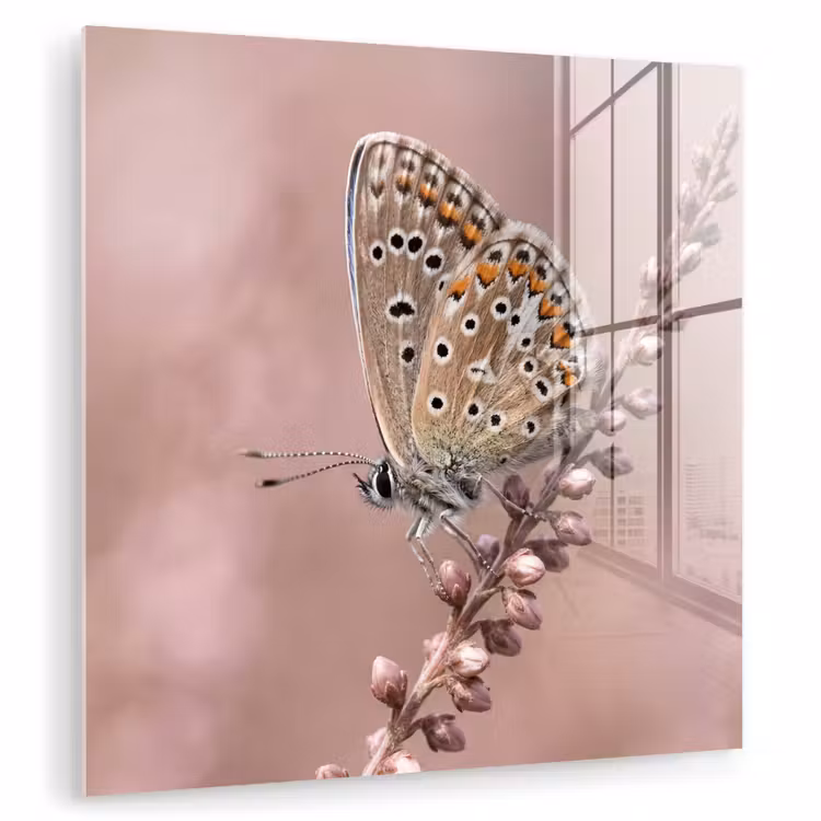 Lavendel - Vlinder - Paars plexiglas 5mm klein -zzzproduct_nieuw