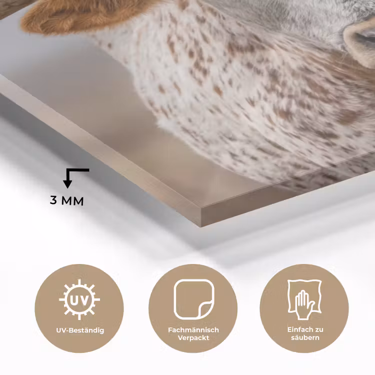 Longhorn - Grasveld - Dier plexiglas 5mm klein -wsfeer2_DE