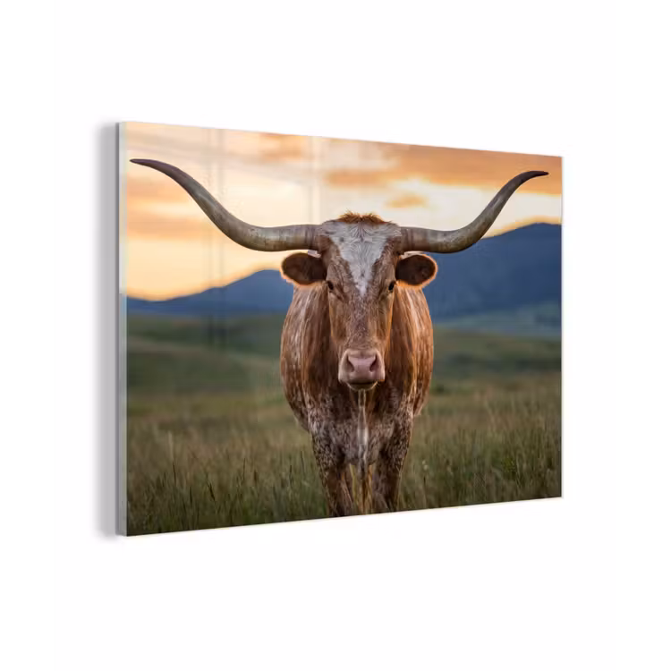 Longhorn - Landschap - Zonsondergang plexiglas 5mm klein -zzzproduct_nieuw