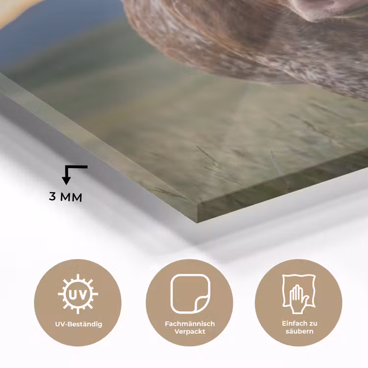 Longhorn - Landschap - Zonsondergang plexiglas 5mm klein -wsfeer2_DE