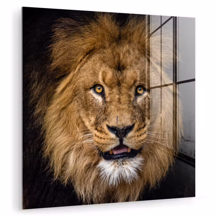 Leeuw - Portret - Zwart - Dieren plexiglas 5mm klein -zzzproduct_nieuw