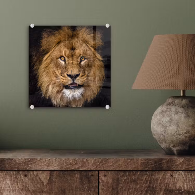 Leeuw - Portret - Zwart - Dieren plexiglas 5mm klein -sfeer3
