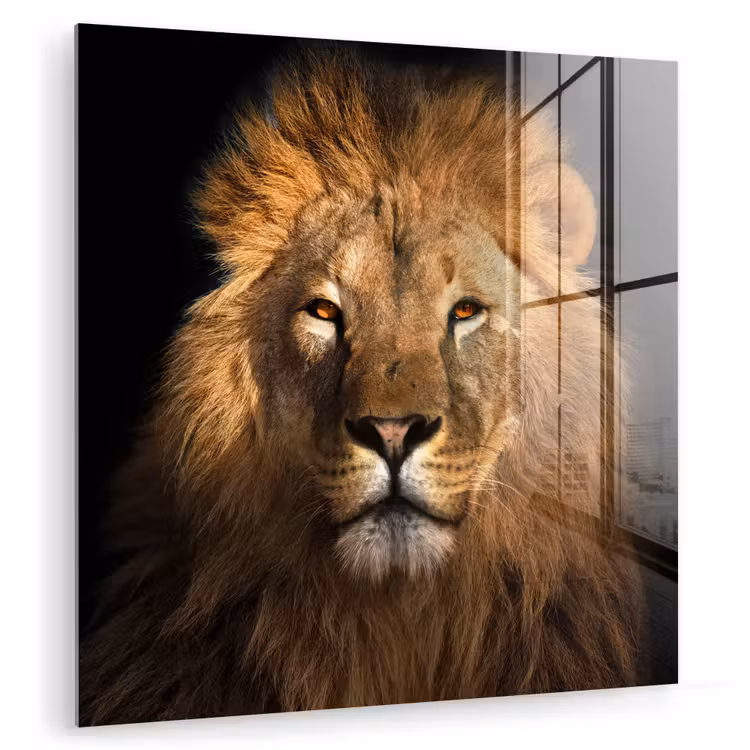 Leeuw - Dieren - Zwart - Licht - Bruin - Portret plexiglas 5mm klein -zzzproduct_nieuw