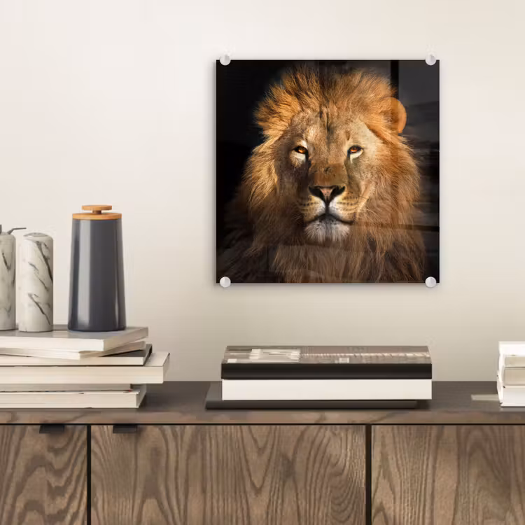 Leeuw - Dieren - Zwart - Licht - Bruin - Portret plexiglas 5mm klein -sfeer1