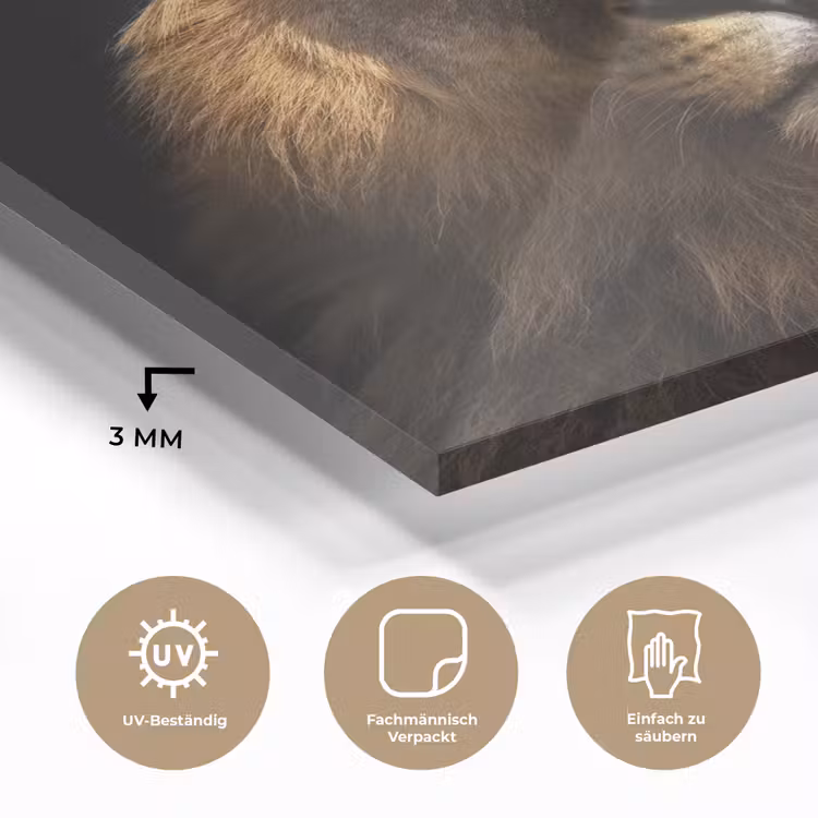 Leeuw - Dieren - Zwart - Licht - Bruin - Portret plexiglas 5mm klein -wsfeer2_DE