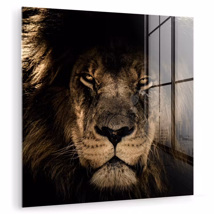 Leeuw - Dieren - Zwart - Portret plexiglas 5mm klein -zzzproduct_nieuw