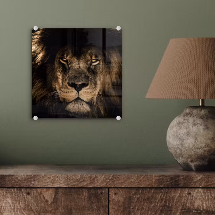 Leeuw - Dieren - Zwart - Portret plexiglas 5mm klein -sfeer3