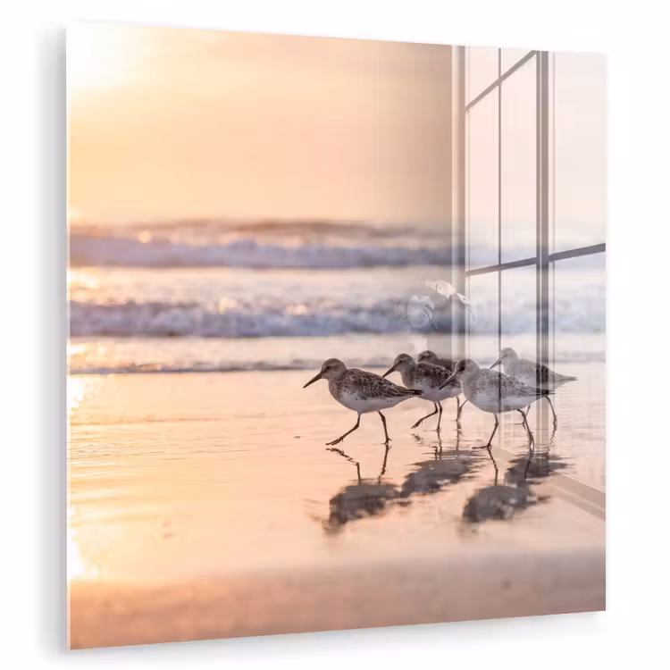 Zee - Vogels - Strand plexiglas 5mm klein -zzzproduct_nieuw