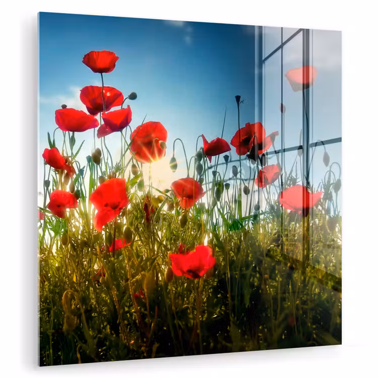 Klaprozen - Toscane - Zon - Rood - Blauw plexiglas 5mm klein -zzzproduct_nieuw