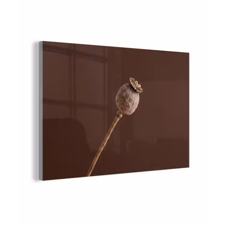 Papaverbol - Droogbloem - Bruin - Minimalistisch plexiglas 5mm klein -zzzproduct_nieuw